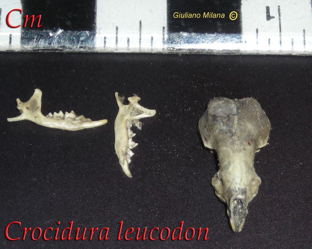 Cranio: Crocidura ventre bianco